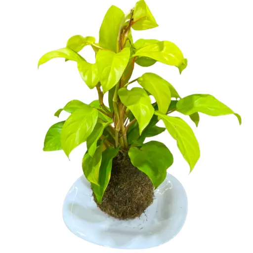 Kokedama philodendron lemon